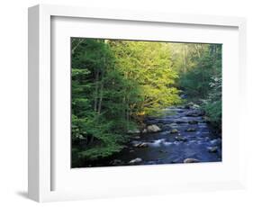 Elkmount Area, Great Smoky Mountains National Park, Tennessee, USA-Darrell Gulin-Framed Photographic Print