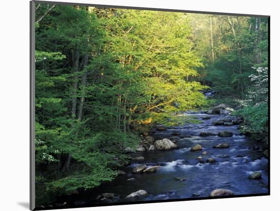 Elkmount Area, Great Smoky Mountains National Park, Tennessee, USA-Darrell Gulin-Mounted Photographic Print