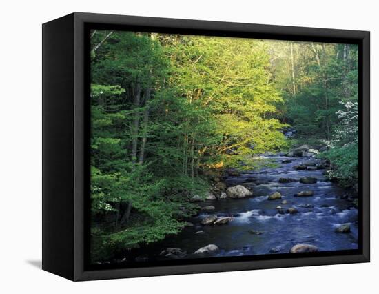 Elkmount Area, Great Smoky Mountains National Park, Tennessee, USA-Darrell Gulin-Framed Stretched Canvas