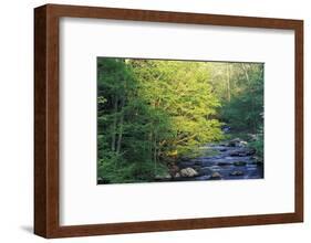 Elkmount Area, Great Smoky Mountains National Park, Tennessee, USA-Darrell Gulin-Framed Photographic Print