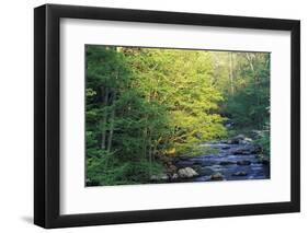 Elkmount Area, Great Smoky Mountains National Park, Tennessee, USA-Darrell Gulin-Framed Photographic Print