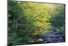 Elkmount Area, Great Smoky Mountains National Park, Tennessee, USA-Darrell Gulin-Mounted Photographic Print