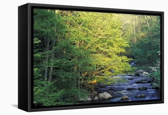 Elkmount Area, Great Smoky Mountains National Park, Tennessee, USA-Darrell Gulin-Framed Stretched Canvas