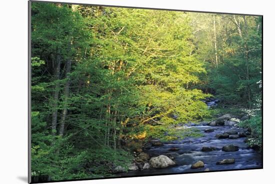 Elkmount Area, Great Smoky Mountains National Park, Tennessee, USA-Darrell Gulin-Mounted Photographic Print