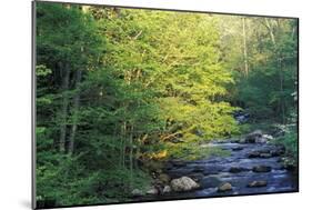Elkmount Area, Great Smoky Mountains National Park, Tennessee, USA-Darrell Gulin-Mounted Photographic Print