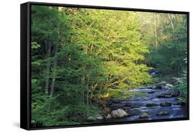 Elkmount Area, Great Smoky Mountains National Park, Tennessee, USA-Darrell Gulin-Framed Stretched Canvas