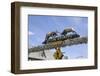 Elks Butt Heads in Afton Wyoming-Joseph Sohm-Framed Photographic Print