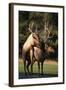Elks Mating in Field-DLILLC-Framed Photographic Print
