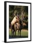 Elks Mating in Field-DLILLC-Framed Photographic Print