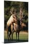 Elks Mating in Field-DLILLC-Mounted Photographic Print