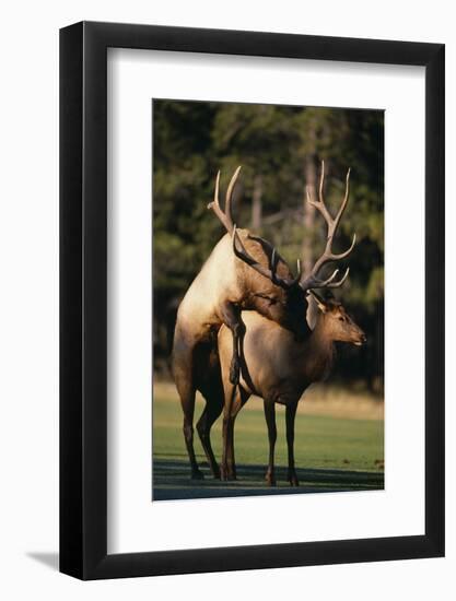 Elks Mating in Field-DLILLC-Framed Photographic Print