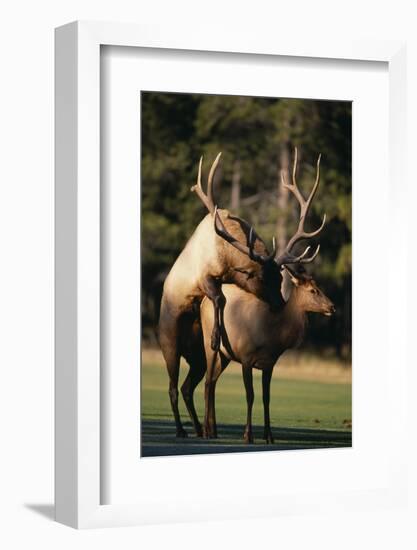 Elks Mating in Field-DLILLC-Framed Photographic Print