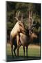 Elks Mating in Field-DLILLC-Mounted Photographic Print