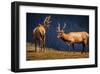 Elks Ready To Fight in Rockies-null-Framed Art Print