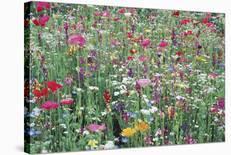 Flower Meadow-Ella Lancaster-Giclee Print