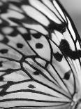 Flutter-Ella Lancaster-Giclee Print