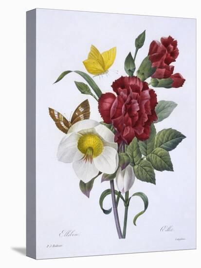Ellebore Et Oeillet, from 'Choix Des Plus Belles Fleurs', Published Paris, 1829-Pierre Joseph Redoute-Stretched Canvas