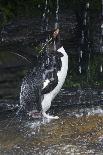Falkland Islands. Rockhopper Penguin Bathing in Waterfall-Ellen Anon-Photographic Print