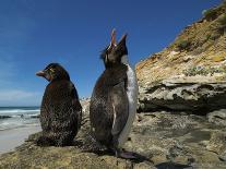 Falkland Islands. Rockhopper Penguin Calling-Ellen Anon-Photographic Print