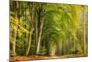 Wood Mount