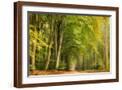 Brown Frame