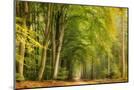 Wood Mount