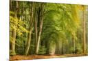 Wood Mount