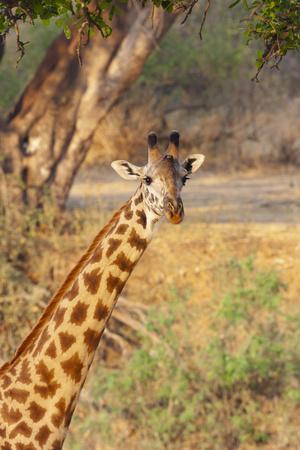 Africa, Tanzania. A giraffe stands under a large tree.