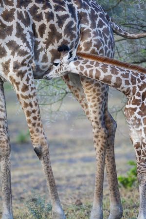 Africa, Tanzania. A young giraffe suckles.