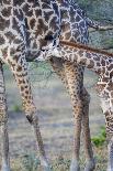 Africa, Tanzania. A giraffe stands under a large tree.-Ellen Goff-Photographic Print
