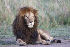 Africa, Tanzania. Portrait of a black-maned lion.-Ellen Goff-Photographic Print