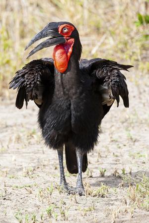 Africa, Tanzania. Portrait of a southern ground hornbill adult.