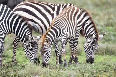 Africa, Tanzania. Two zebra graze with its brownish foal.-Ellen Goff-Photographic Print