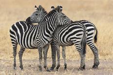 Africa, Tanzania. Two zebra stand together close to a third one.-Ellen Goff-Photographic Print