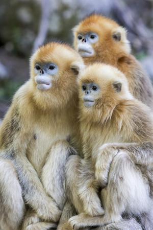 China, Shaanxi Province, Foping National Nature Reserve
