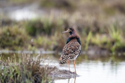 Finland, Northern Ostrobothnia, Oulu. Portrait of a male ruff with his overgrown feather ruff.
