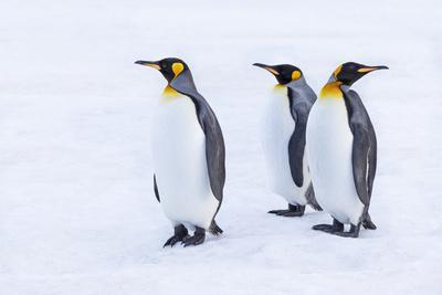 Southern Ocean, South Georgia. Portrait of king penguins in the snow.
