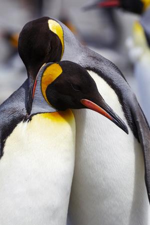 Southern Ocean, South Georgia. Portrait of two adults exhibiting courting behavior.