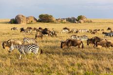 Africa, Tanzania. Two zebra graze with its brownish foal.-Ellen Goff-Photographic Print