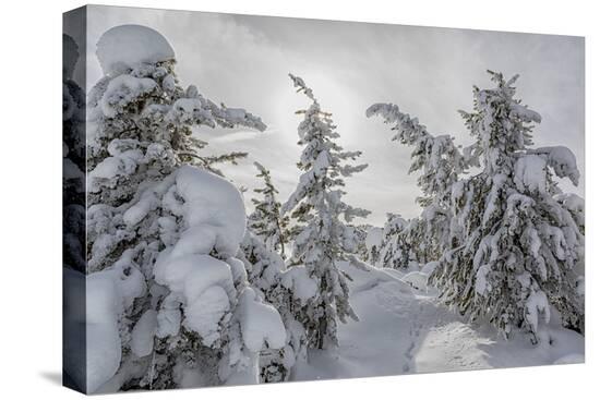 Stretched Canvas Print, , large