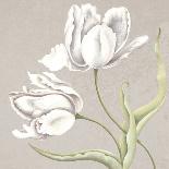 Soft Tulip I-Ellen Hudson-Stretched Canvas