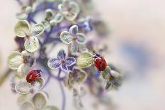 Ladybirds On Pink Hydrangea.-Ellen Van Deelen-Stretched Canvas