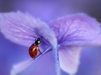 Ladybird on Purple Hydrangea-Ellen Van-Stretched Canvas