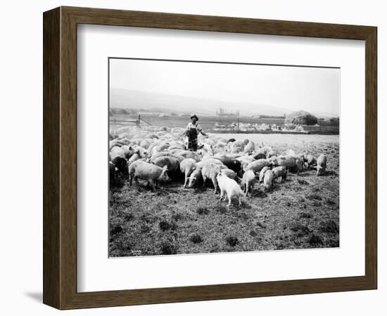 Ellensburg, WA, Goodwin Hogs, 1915-Asahel Curtis-Framed Giclee Print