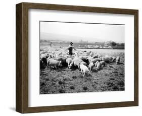 Ellensburg, WA, Goodwin Hogs, 1915-Asahel Curtis-Framed Giclee Print