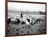 Ellensburg, WA, Goodwin Hogs, 1915-Asahel Curtis-Framed Giclee Print