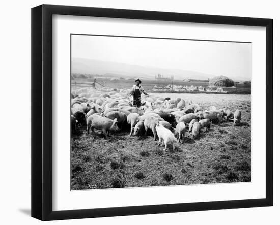 Ellensburg, WA, Goodwin Hogs, 1915-Asahel Curtis-Framed Giclee Print