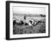 Ellensburg, WA, Goodwin Hogs, 1915-Asahel Curtis-Framed Giclee Print