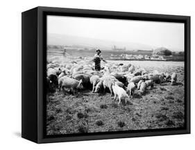 Ellensburg, WA, Goodwin Hogs, 1915-Asahel Curtis-Framed Stretched Canvas