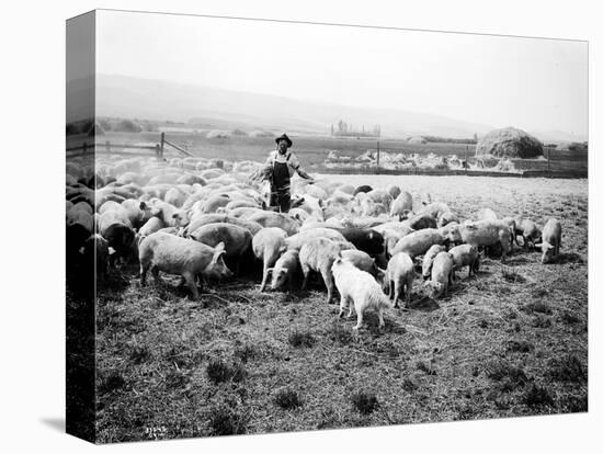 Ellensburg, WA, Goodwin Hogs, 1915-Asahel Curtis-Stretched Canvas